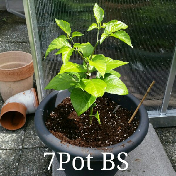 7Pot BS_20150623153330578.jpg