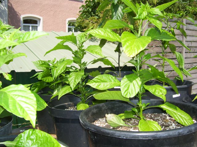 7Pot Primo.jpg