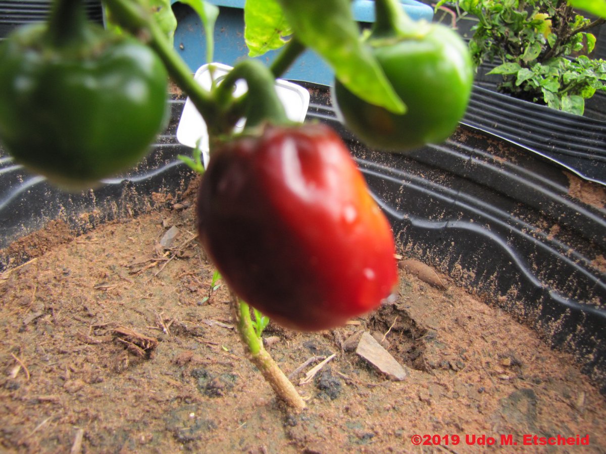 83_hot_tomate_frucht_13_01_2019_ok.jpg