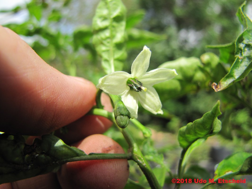 90_Primo_lemon_drop_flor_04_11_2018_ok.jpg