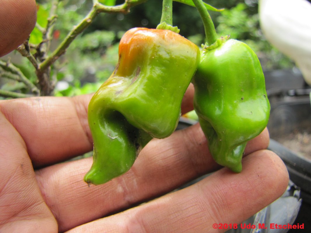 90_primo_x_lemon_drop_frucht_10_11_2018_ok.jpg