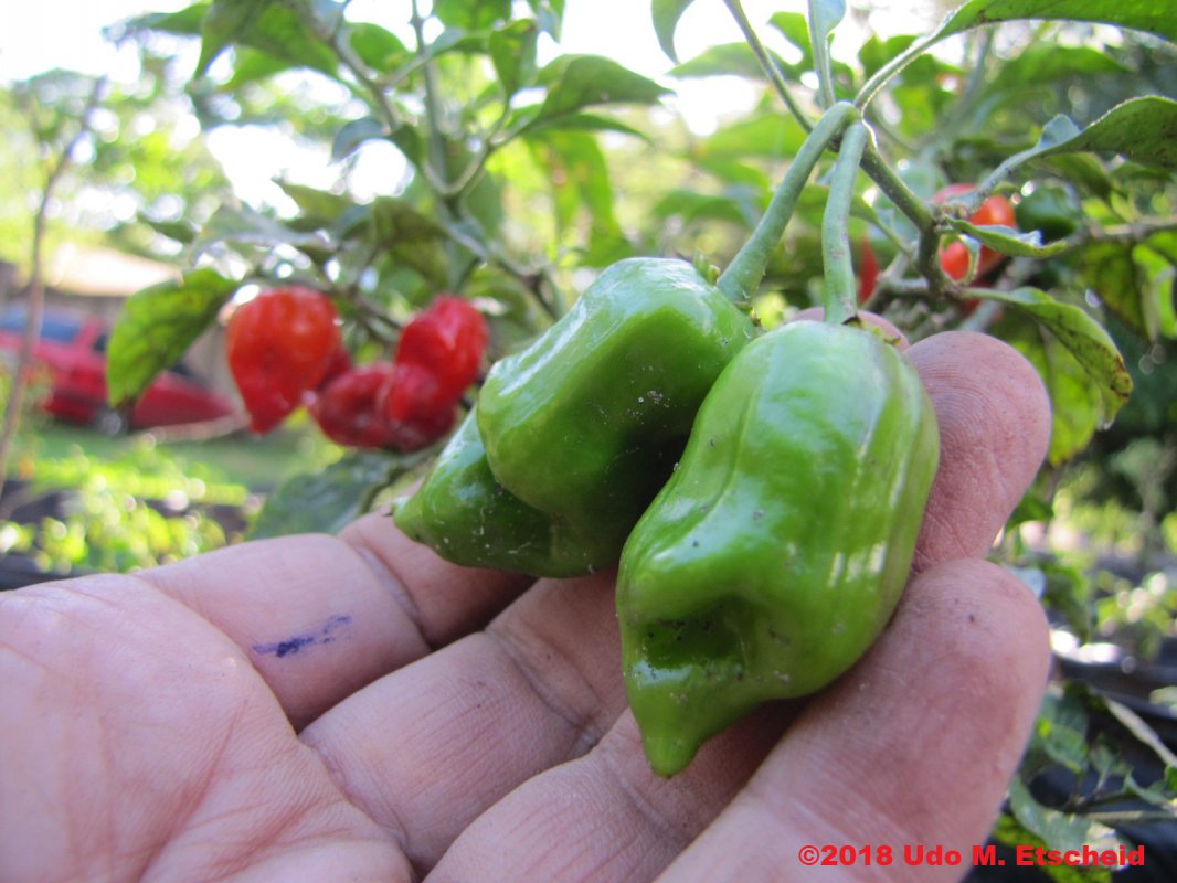 90_primo_x_lemon_drop_frucht_21_10_2018_ok.jpg