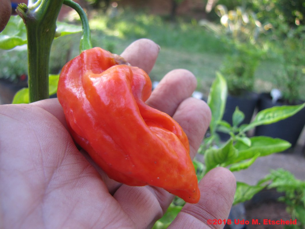 99_bhut_jolokia_assam_frucht_09_12_2018_ok.jpg