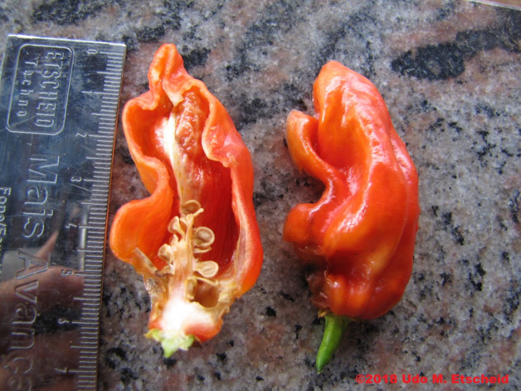 99_bhut_jolokia_assam_frucht_offen_09_12_2018_ok.jpg