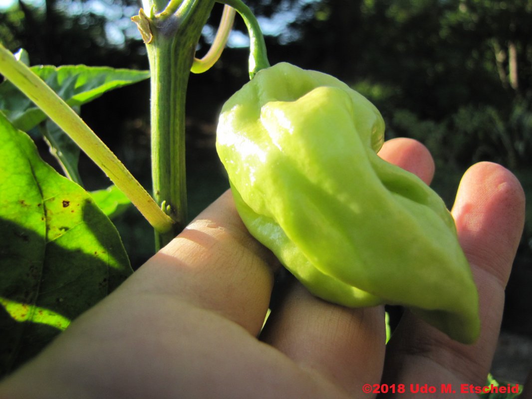 99_unbekannt_frucht_04_11_2018_ok.jpg