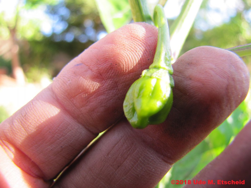 99_unbekannt_frucht_21_10_2018_ok.jpg