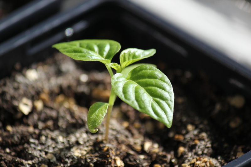 a.c.habaneros8cu.jpg