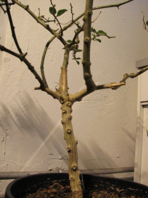 ACH von 2007.JPG