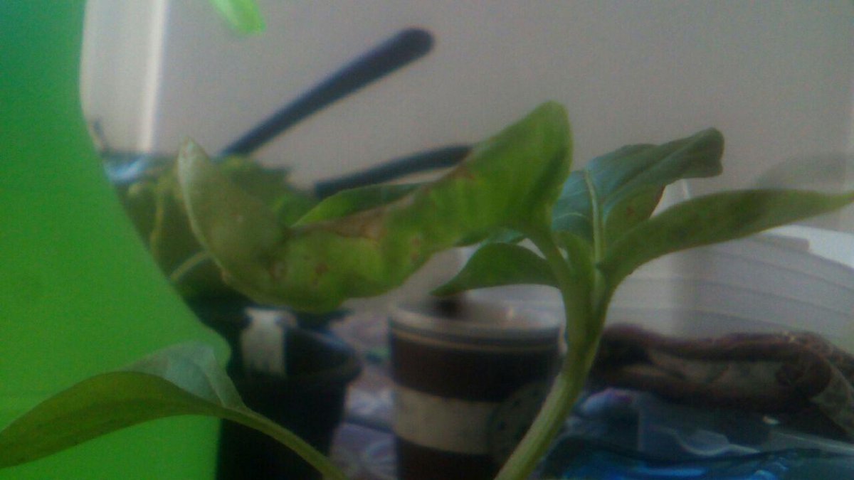 Aji 5.jpg
