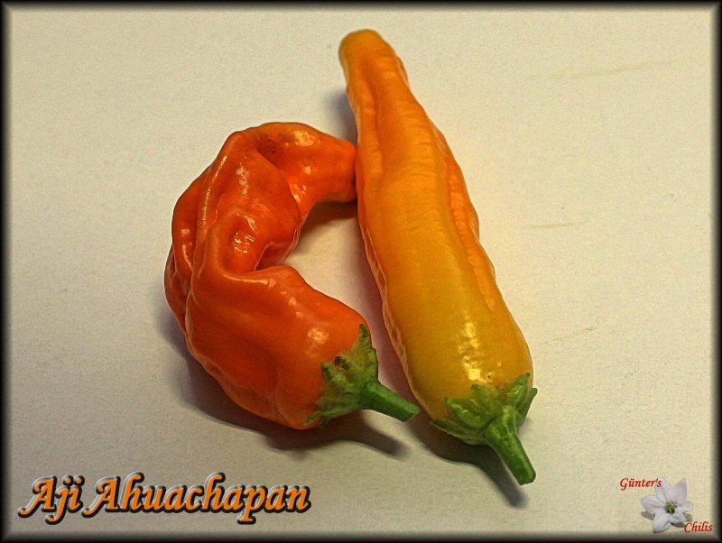 Aji Ahuachapan - Kopie.JPG