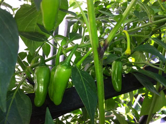 Aji Amarillo.jpg
