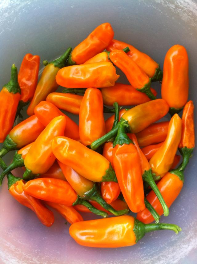 Aji Amarillo.jpg