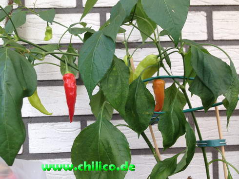 Aji Cristal 20150830 chilico_9042.JPG