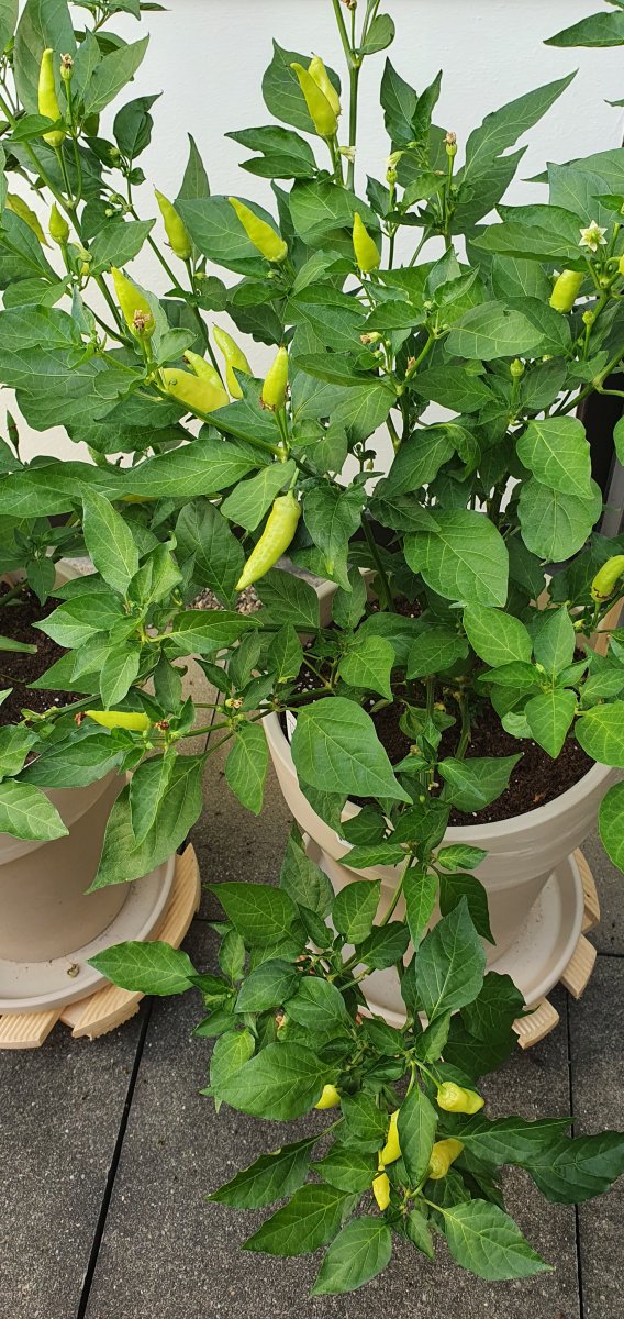 Aji Cristal.jpg