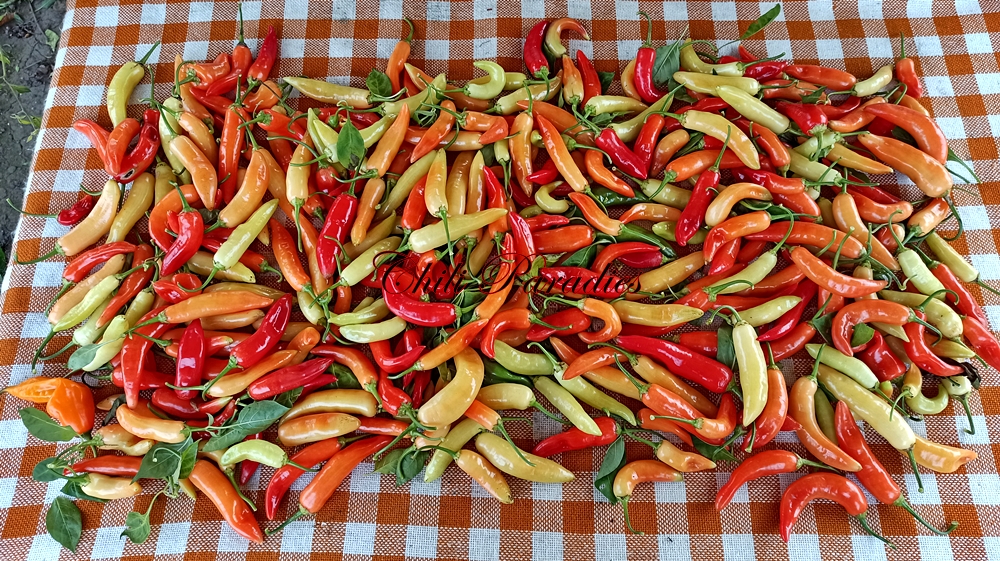 Aji Cristal.jpg