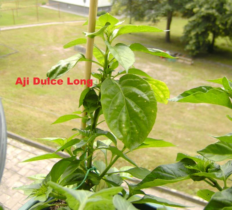 Aji Dulce long.JPG