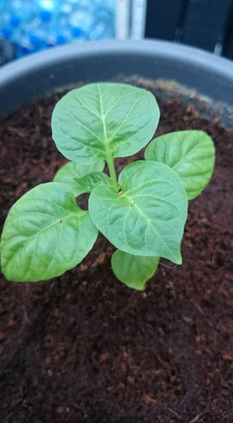 Aji Fantasy White 2l Topf.jpg