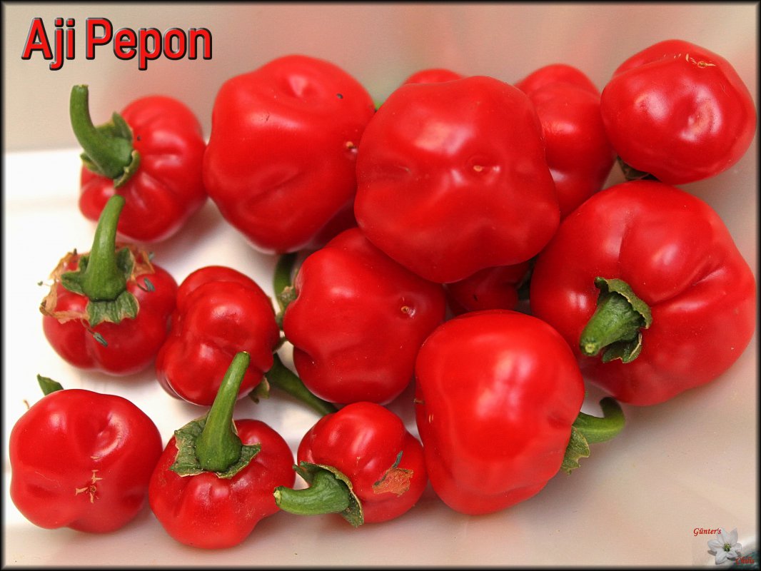 Aji Pepon 21082018.jpg