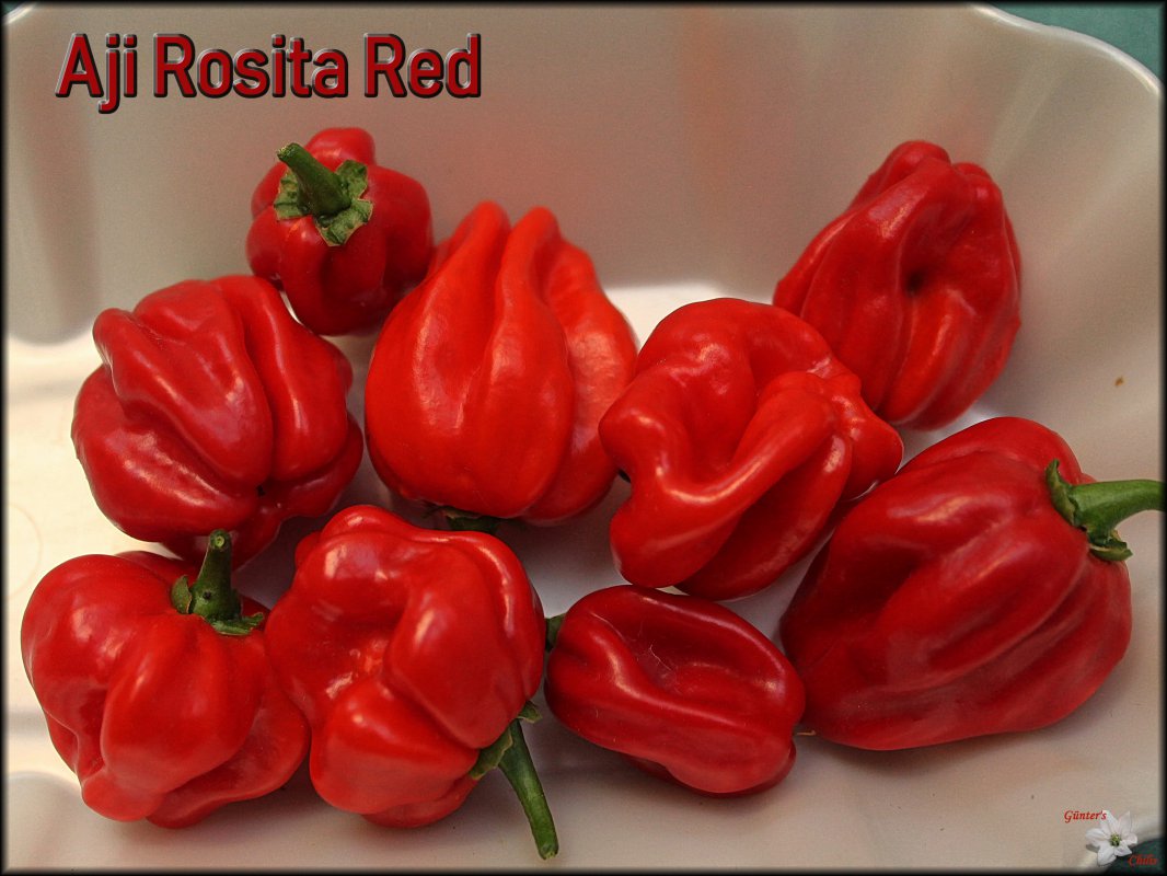 Aji Rosita Red 21082018.jpg