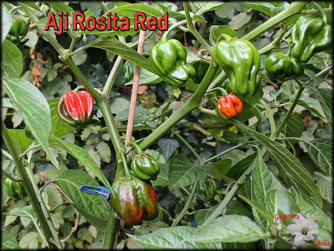 Aji Rosita Red.JPG