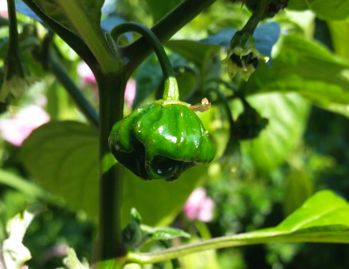 Aji Rosita Red.jpg