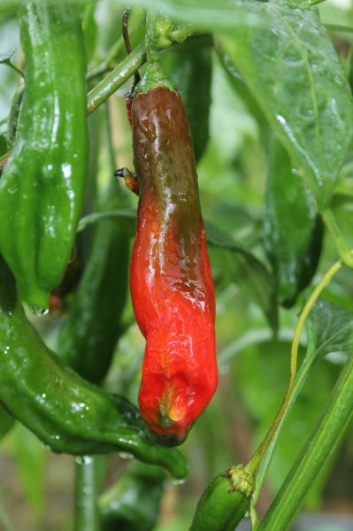 Aji Santa Cruz.jpg