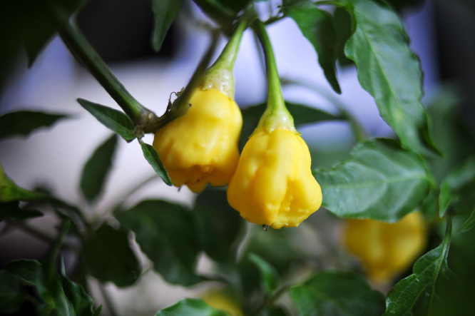 Aji.White.Fantasy_fruit.pimples.2019_666.jpg