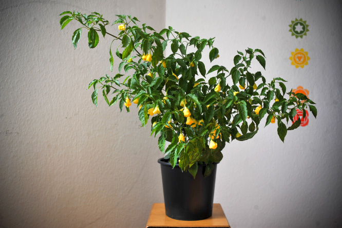 Aji.White.Fantasy_plant.2019_666.jpg