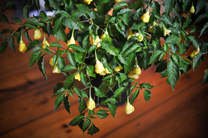 Aji.White.Fantasy_plant.with.fruit.2019_666.jpg