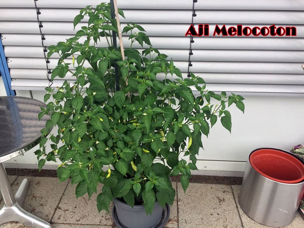 Aji_melocoton_001.jpg