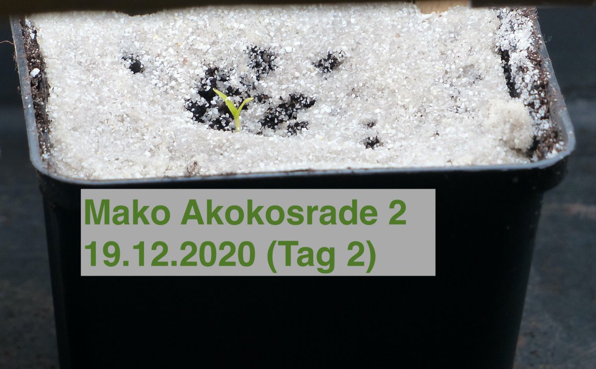 Akokosrade 2 - 19.12.2020.JPG