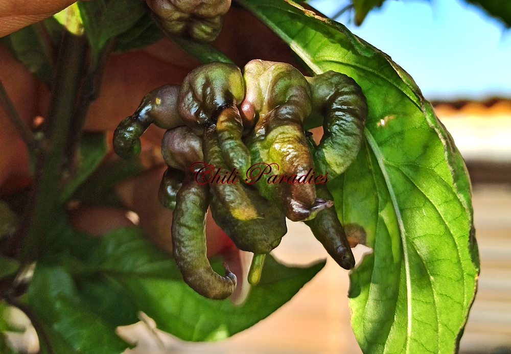 Alien Chili1.jpg