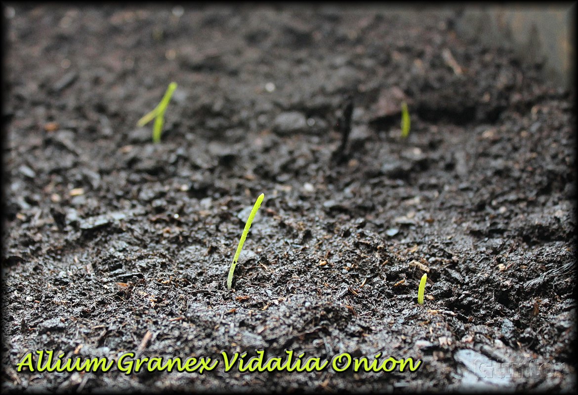 Allium Granex.JPG