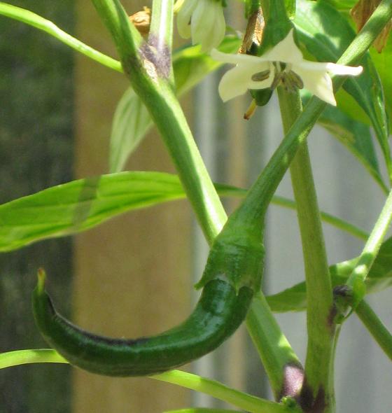 Anaheim Hot Frucht und Blüte.JPG