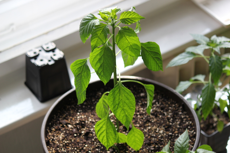 ancho_mulato013uk1.jpg