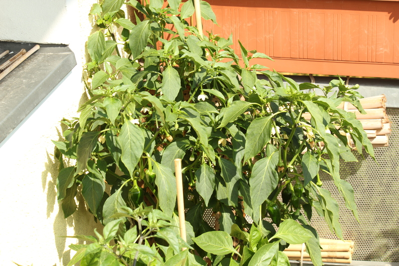 anchomulatofny7.jpg