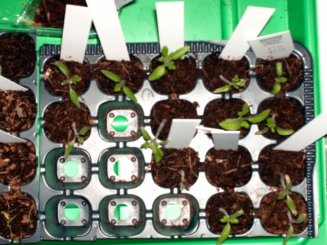 anfapr01-tomatent79m.jpg