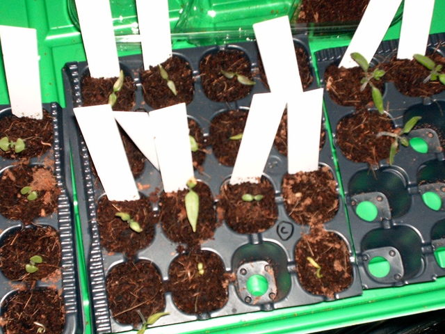 anfapril02-chilisrovw.jpg