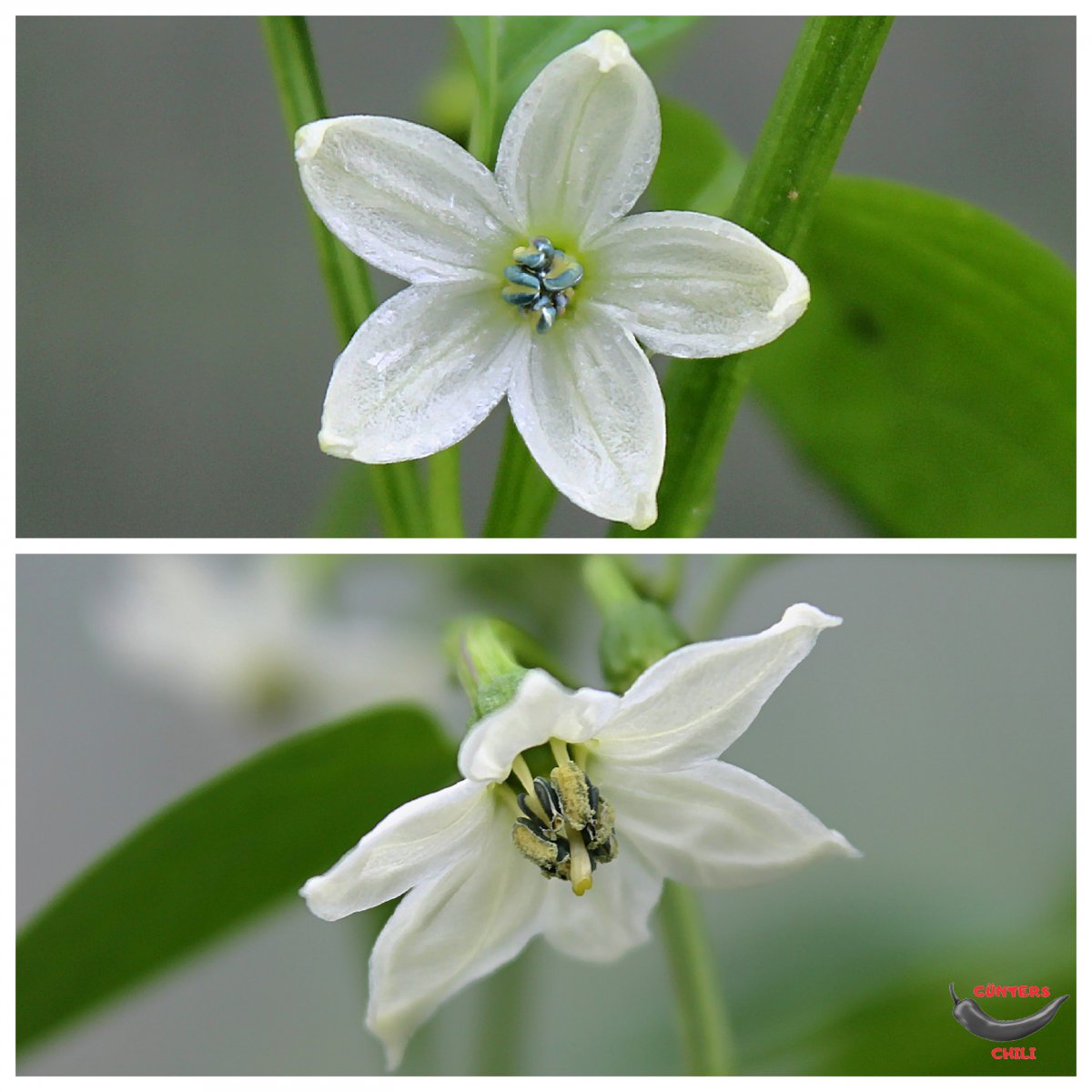 Annum Blüten.jpg