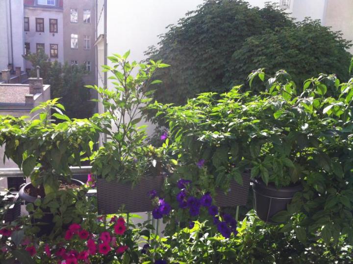 Balkon 4.jpg