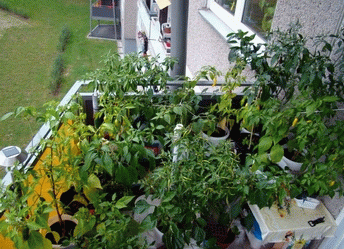 balkon1.gif