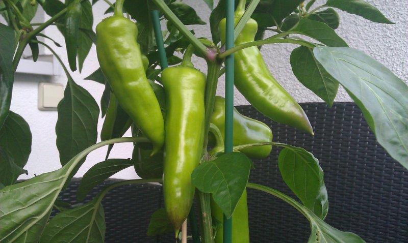 balkonchili.jpg