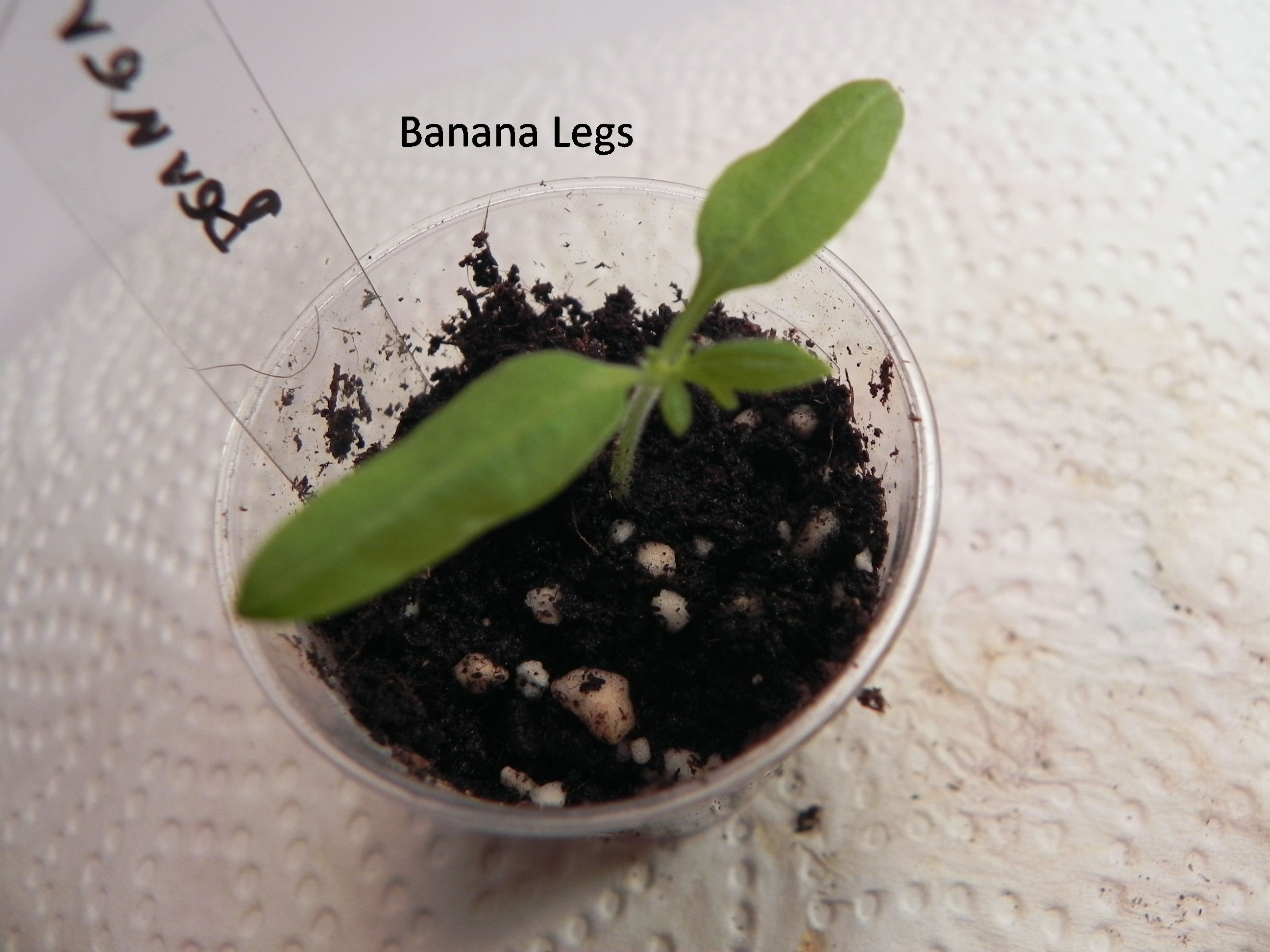 Banana Legs.jpg