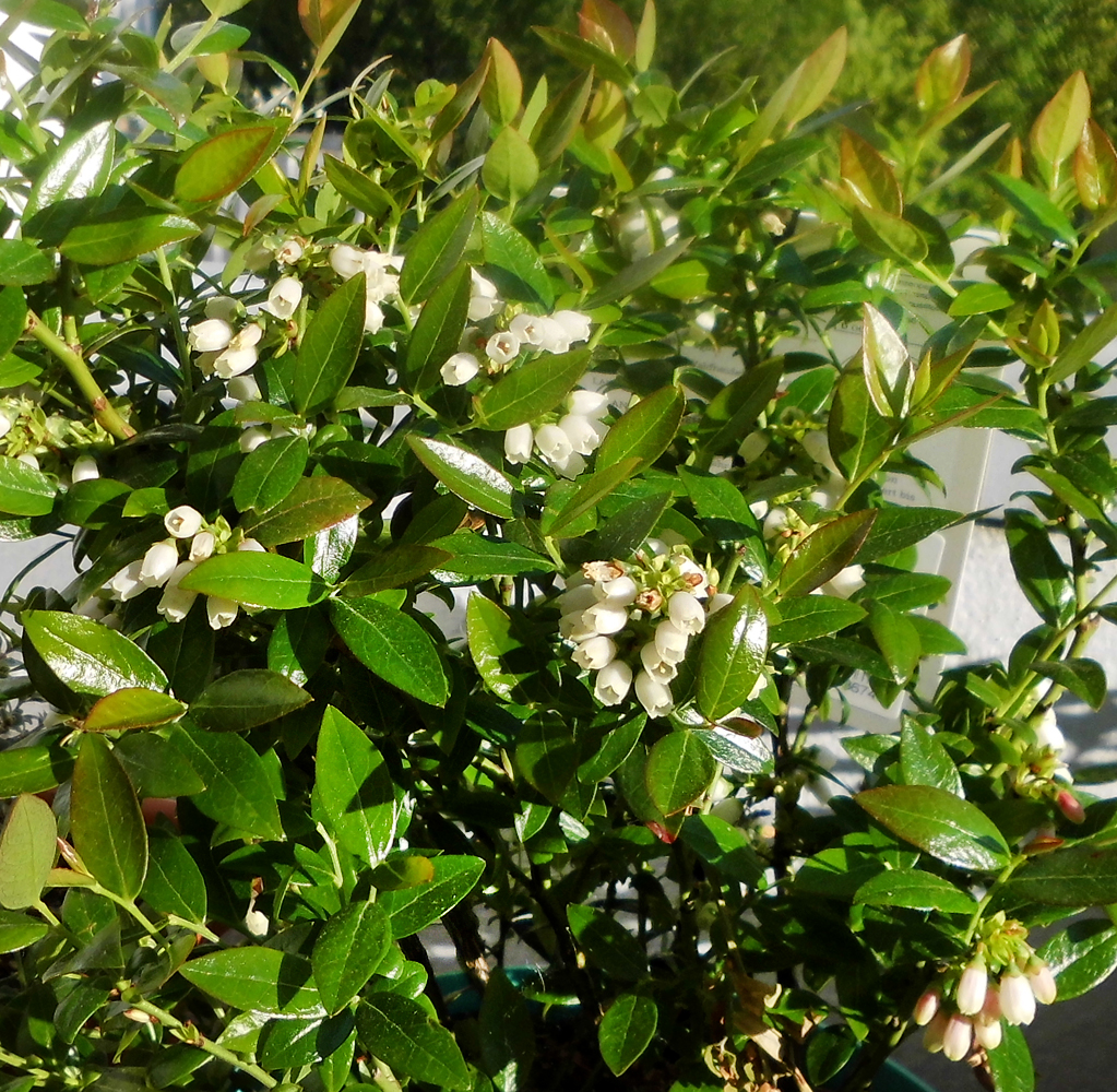 Berrybux-flowers-2.jpg
