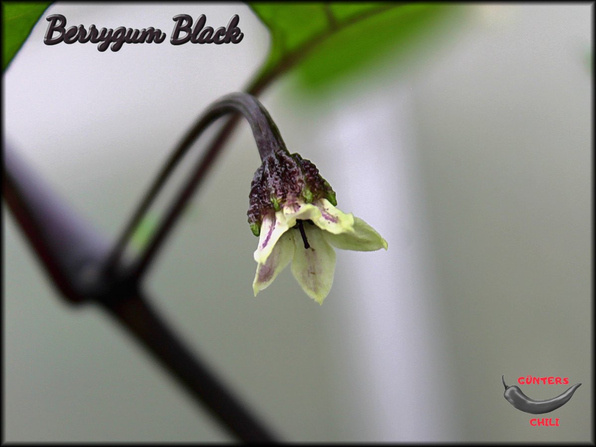 Berrygum Black Blüte_.jpg