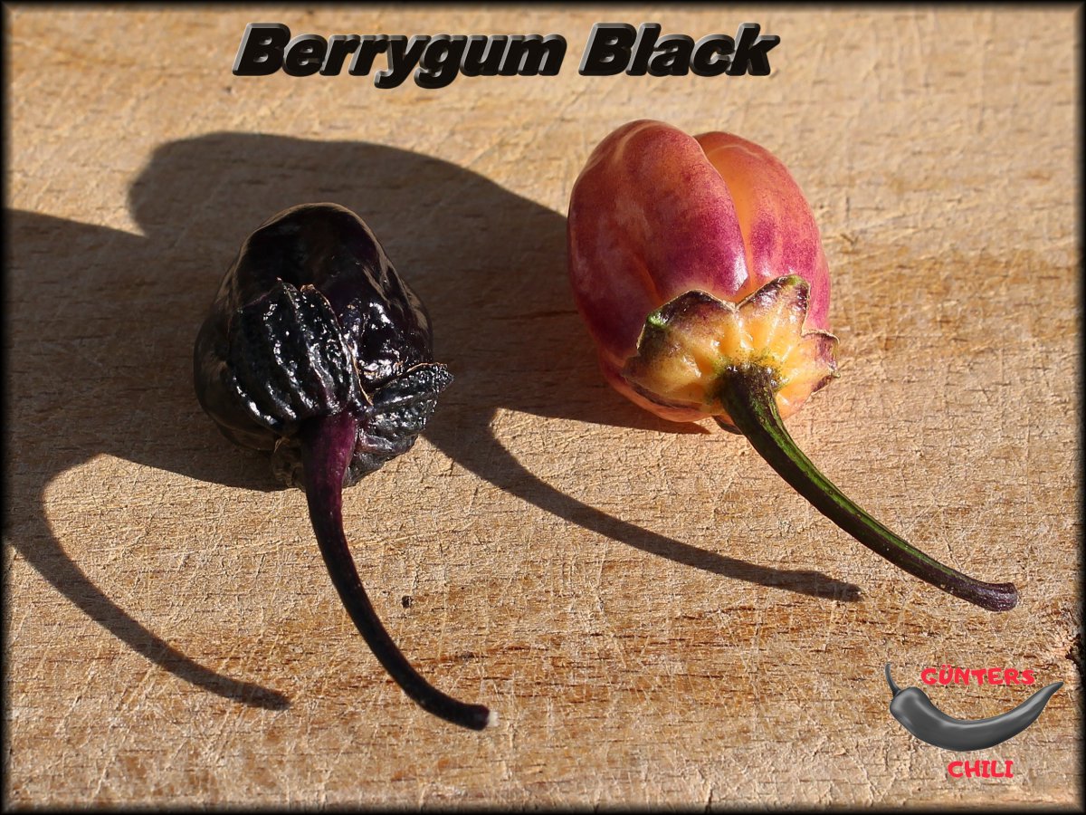 Berrygum Black_Früchte_18092020_.jpg