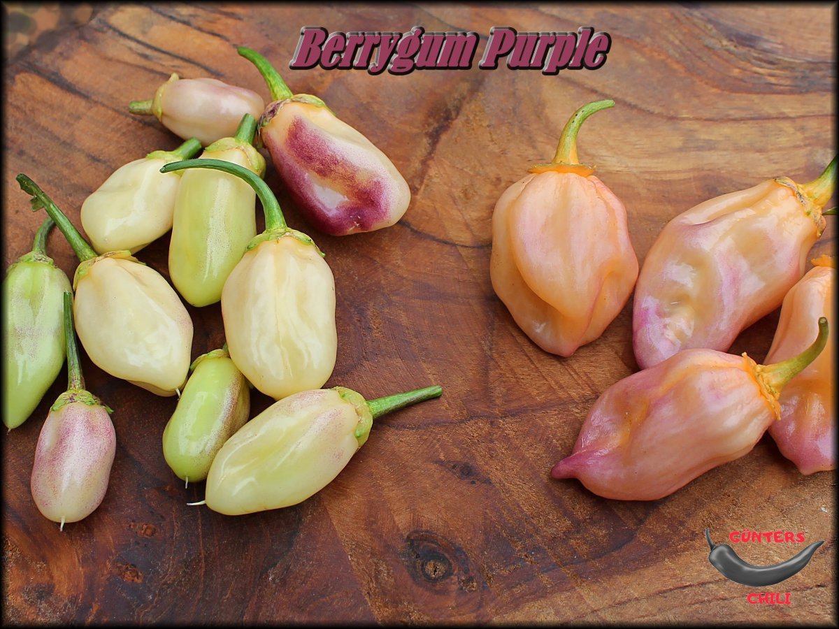 Berrygum Purple 2 Variationen.JPG