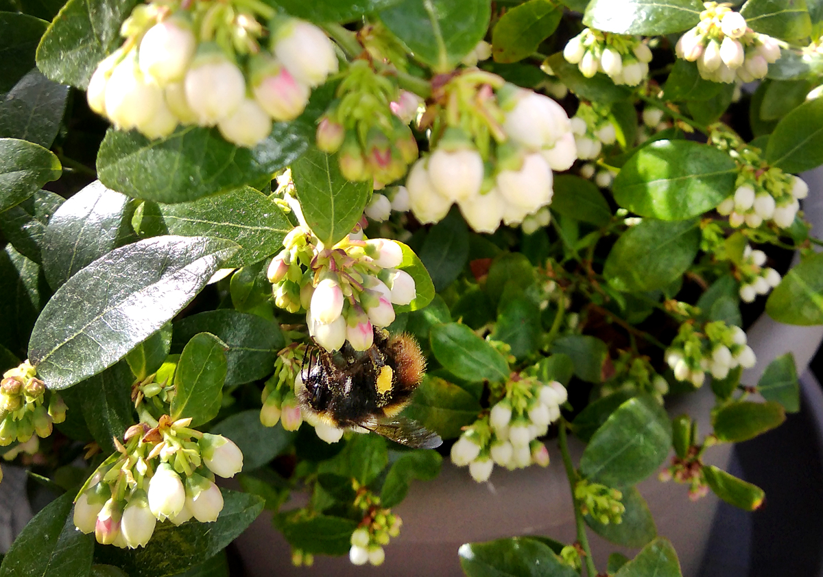 Bestaeuber_am_Buxberry.jpg