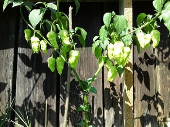 Bhut 1.JPG