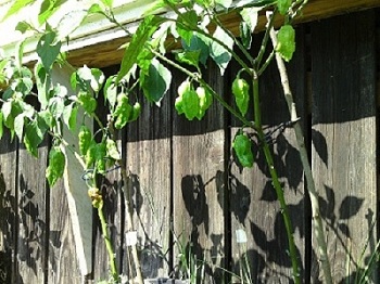 Bhut 2.JPG